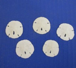 3/8 to 3/4 inch Tiny Round Florida Sand Dollars  (We do not replace broken sand dollars) 600 pcs @ .09 each