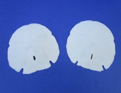 5-1/2 to 5-3/4 inches arrowhead sand dollars wholesale - Case of 120 @ 1.55 each <font color=red> (LOCAL PICKUP ONLY -- CANNOT BE SHIPPED)</font>