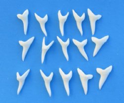 Shark Teeth Wholesale,  Megalodon Teeth
