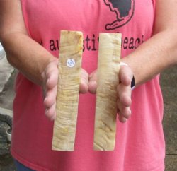 Sheep Horn Knife Scales, Hand Selected
