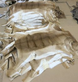 African Impala Skins, Hides  Grade B, - (1 pc, 5 pc)