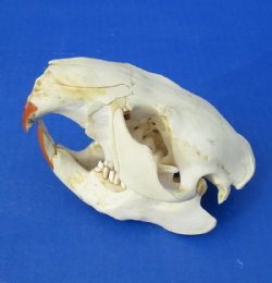 Grade B Cheap Damaged North American Beaver Skulls Wholesale - $18 each
