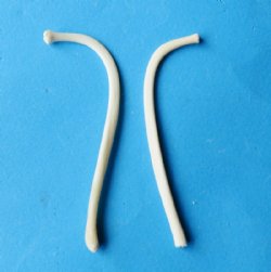 Wholesale 2-3/4 to 3-1/2 inch raccoon penis bones, raccoon baculum - 5 pcs @ $4.00 each; 20 pcs @ $3.60 each