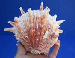 Spiny Oyster, Thorny Oyster Shells Hand Picked