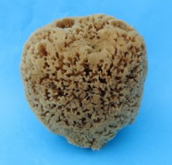Wholesale natural sea sponges 4 inches to 5-3/4 inches - assorted shapes - 4 pcs @ $5.25 each; 20 pcs @ $4.75 each