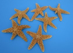 Wholesale Sugar Starfish bulk for crafts 3-1/2" - 6" - 120 pcs @ $1.45 each