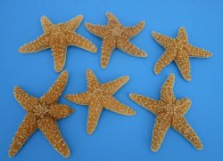 Wholesale Sugar Starfish 6 inches  to 7-3/4 inches - 72 pcs @ $2.20 each