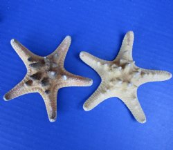 3 to 3-7/8 Natural Sun Dried Knobby Starfish Wholesale, Thorny Starfish - 25 pcs @ .20 each