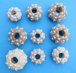 1-3/4" - 3" Wholesale dried sputnik sea urchin for shell crafts - 12 pcs @ $.85 each