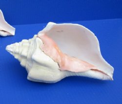 Wholesale West Indian Polished Chank Shells, 7  inches - 2 pcs @ $6.50 each; 12 pcs @ $5.85 each