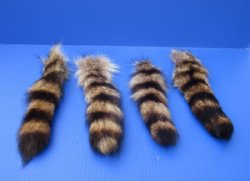 Raccoon Tails 10 to...