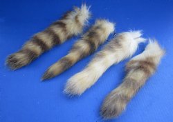 Light Colored Raccoon Tails 10 to 13 inch (2 pc, 8 pc)