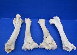 Wholesale Water Buffalo Tibia leg bones, 13 to 14 inches long - 2 pcs @ $10 each; 6 pcs @ $9 each <font color=red>*SALE* </font>