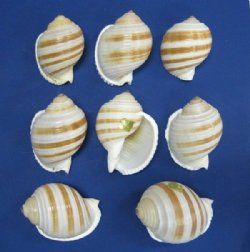 Tonna Sulcosa Banded Tun Shells