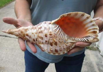 Triton Trumpet Shells Hand Picked