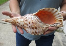 Triton Trumpet Shells Hand Picked