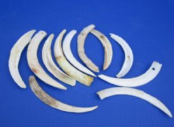 Lower Split Warthog Tusks, Wholesale Ivory for Carving 3 inches to 6 inches - $45.00 a pound; 4 pounds @ $40 a pound (all of these tusk are split, dirty and drill holes)