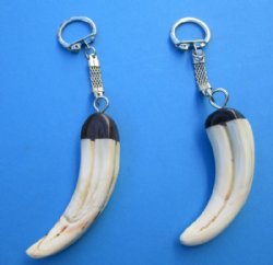 Warthog Tusk Key Rings, Chains