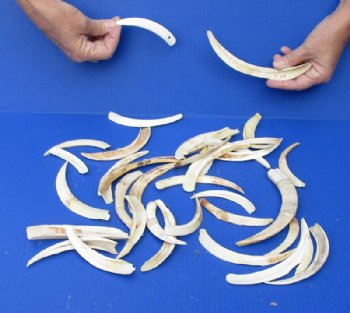 Warthog Tusks Lower, Hand Picked 