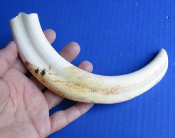 Warthog Tusk 1 pc 10