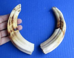 Warthog Tusks Matching Pairs