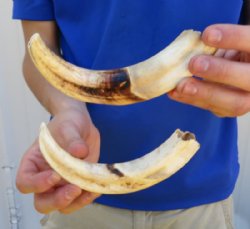 Bulk Upper and Lower Warthog Tusks Hand Picked