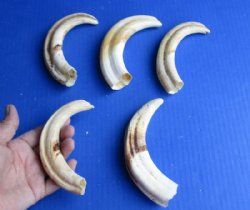 Warthog Tusks Hand Picked 