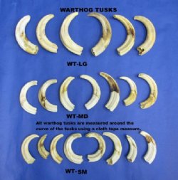 Wholesale African Warthog Tusks Assorted Sizes 5 to 7-7/8 inches $60 a Pound