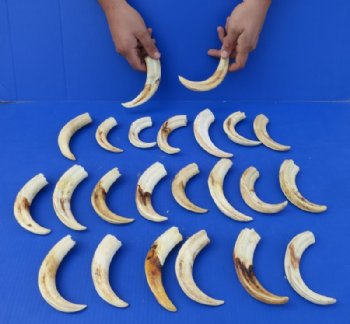 Warthog Tusks Wholesale