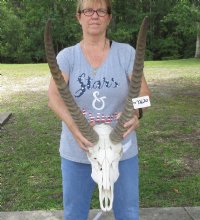 Discounted Waterbuck Skull & Skull Plate