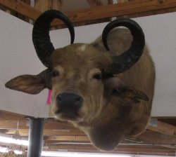 For Sale Argentina Water Buffalo Shoulder Mount  - $1500.00 - Pick Up Only