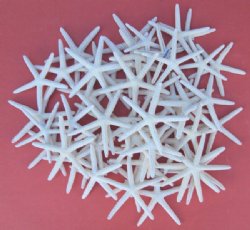 Wholesale off white pencil starfish 3 inches to 4 inches - 1000 pcs @ $.37 each (Signature Required)