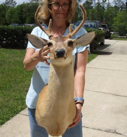For Sale Whitetail Deer Shoulder Mount - $250.00 - Pick Up Only