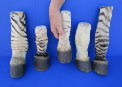 African Zebra foot mount 7 to 12 inch tall - (1 pc, 6 pc)