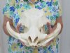 Warthog Skulls $100 and Over, Hand Picked