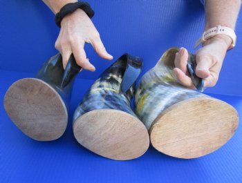 Wholesale 1000 ml Polished Cow/Cattle horn mug with wood base  - 2 pcs @ $18; 8 pcs @ $16 each