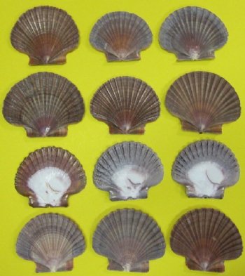 Wholesale Mexican Flats, San diego Scallops, 2-1/2" to 3-1/2" - 100  @ .30 each;  300 @ $.25 each