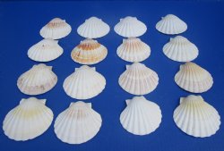 Wholesale Irish baking shells, great scallop shells 3" - 4 inches -  625 pcs @ .35 each