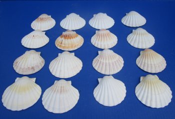 Wholesale Great Scallop Shells Irish Deeps - 3" to 3-3/4" - 25 pcs @ $.40 each 