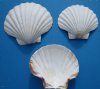 Wholesale Great Scallop Shells Irish Deeps from India - 5" to 5-3/4" Packed: 25 pcs @ $.95 each 