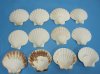 Wholesale Irish baking shells, great scallop shells for sale 3" - 3-3/4 inches -  Case of 500 @ .35 each