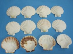Wholesale great scallop shells, Irish deeps, 4" to 4-3/4" - 325 pcs @ .44 each 