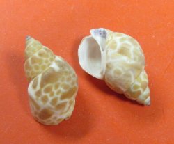 Babylonia Zeylanica...