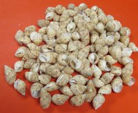 Babylonia Zeylanica Hermit Crab Shells 1-1/2" to 2-1/2" - $4.00/kilo (Min: 2 kilos)