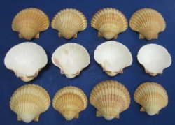 Wholesale Mexican deeps scallop seashells for crafts  2-1/2 to 3 inches - 1 kilo bag @ $7.75/kilo (Min: 2 kilos)