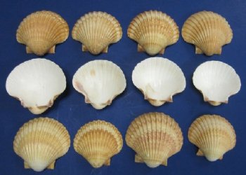 Wholesale San Diego Scallop Shells, Mexican deeps scallop seashells for crafts  2-1/2 to 3 inches - Case of 15 kilos @ $7.00/kilo