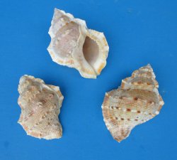 Bursa Crumena, Small Hermit Crab Shells 2 to 2-1/2 inches - 25 pcs @ $.10 each; 300 pcs @ $.09 each 