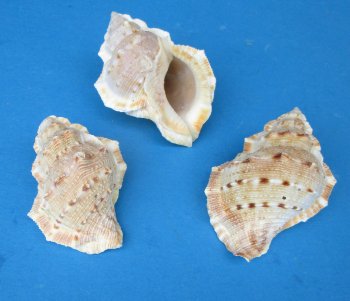 Bursa Crumena, Small Hermit Crab Shells 2 to 2-1/2 inches - 25 pcs @ $.10 each; 300 pcs @ $.09 each 