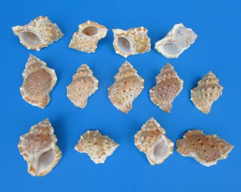 Bursa Crumena, Small Hermit Crab Shells 2 to 2-1/2 inches - 25 pcs @ $.10 each; 300 pcs @ $.09 each 