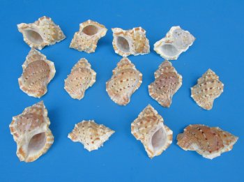 Bursa Crumena, Small Hermit Crab Shells 2 to 2-1/2 inches - 25 pcs @ $.10 each; 300 pcs @ $.09 each 
